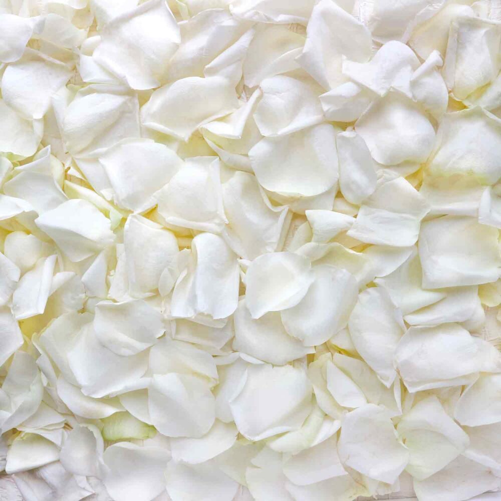 Белые лепестки роз