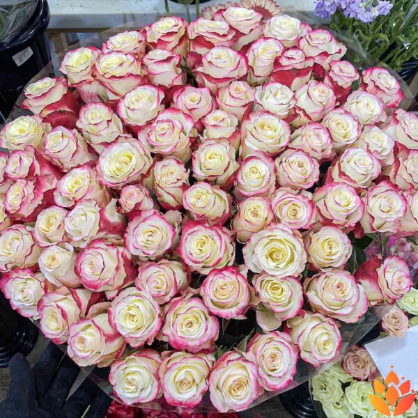 Букет из 71 эквадорской розы